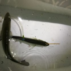 淀川河口シーバス