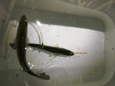 淀川河口シーバス