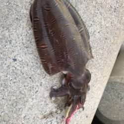 アオリイカを求めて(^。^)