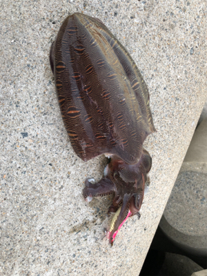 アオリイカを求めて(^｡^)