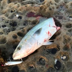 ショアプラッキング