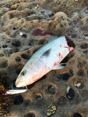 ショアプラッキング