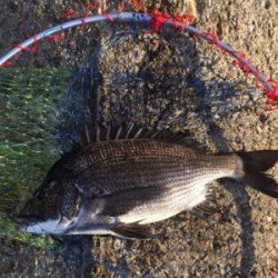 スケスケな状態かなり渋い！