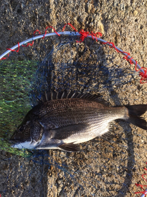 スケスケな状態かなり渋い！