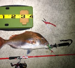 ショアタイラバ