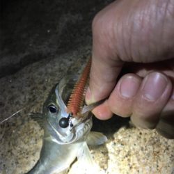 淀川ブリームゲーム バチ抜け つ抜け達成