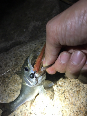 淀川ブリームゲーム バチ抜け つ抜け達成