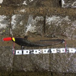 デイナマズフィッシング