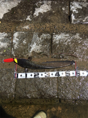 デイナマズフィッシング