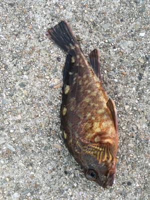 ガシラは美味い‼࿠…