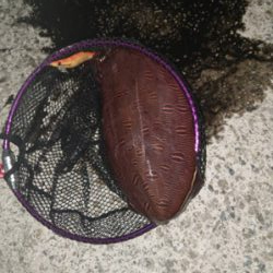 江井ヶ島でコウイカ