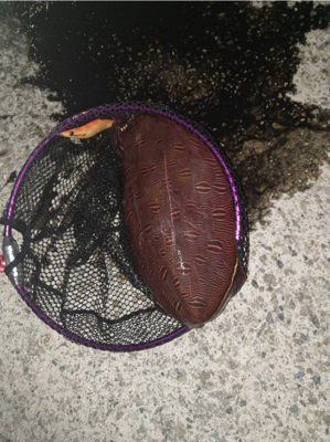 江井ヶ島でコウイカ