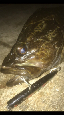 ロックフィッシュ！