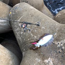 今期２杯目の春イカ