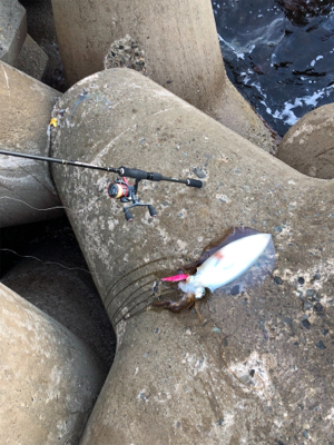 今期２杯目の春イカ