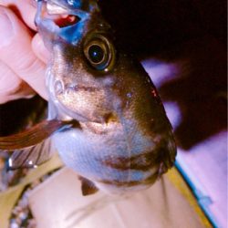 おかえりロックフィッシュ!