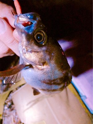 おかえりロックフィッシュ！