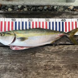 今シーズン初！