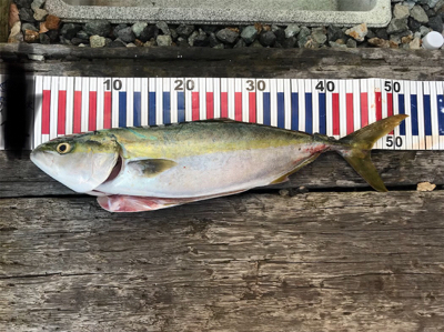 今シーズン初！