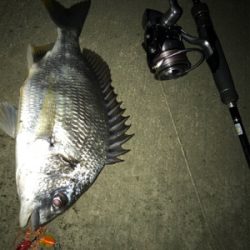 キビアジメバ(釣行 其の弐拾六)