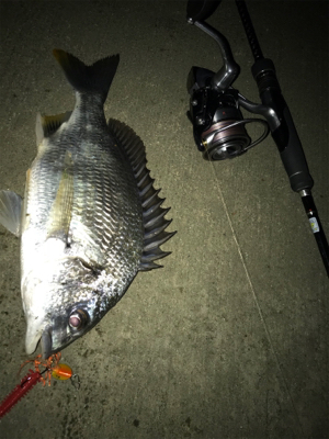 キビアジメバ(釣行 其の弐拾六)