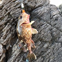 ロックフィッシュ