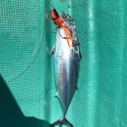 タイラバ スロジギ