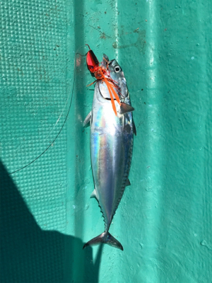 タイラバ スロジギ