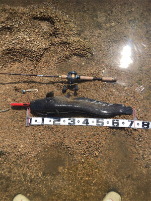 デイナマズゲーム2