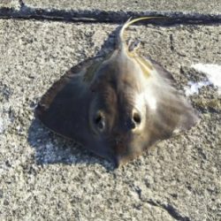 ジグでアカエイ3,4,5,6