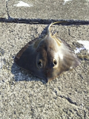 ジグでアカエイ3,4,5,6