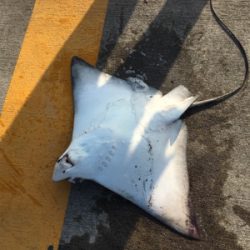 シーバス狙いが