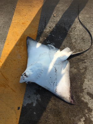 シーバス狙いが