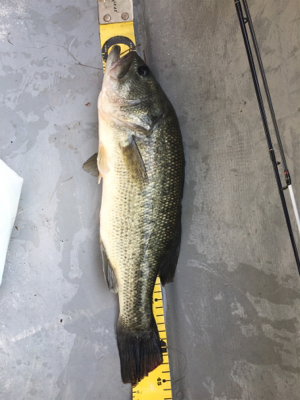 梅雨入り前の晴天釣行