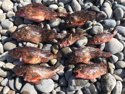 煙樹ヶ浜でロックフィシュ