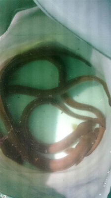 今年初うなぎ〜