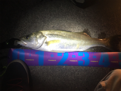 グループ釣行（22時間釣り）