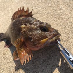 日に日に大きく