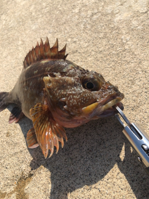 日に日に大きく