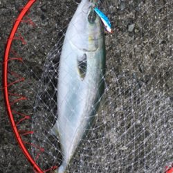 ブリ釣りたかった