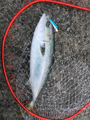 ブリ釣りたかった