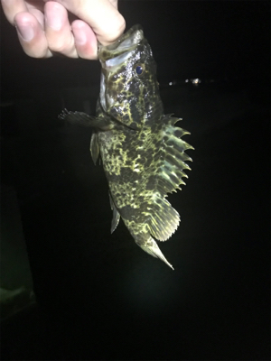 釣れるけど小さい