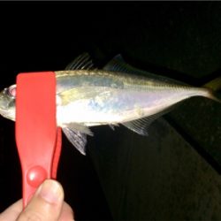 久々にアジング成立も