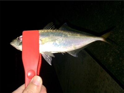 久々にアジング成立も