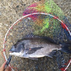 テトラでスケスケワカメ！