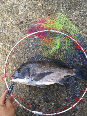 テトラでスケスケワカメ！
