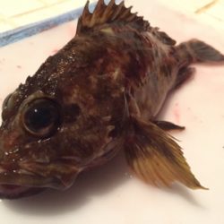 内海でメバリング