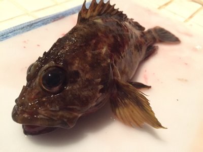 内海でメバリング