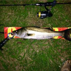 シーバスとメバルの乱舞ブー