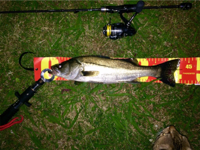 シーバスとメバルの乱舞ブー